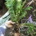 荚果蕨耐阴观赏植物东北荚果蕨容器杯苗全国发货