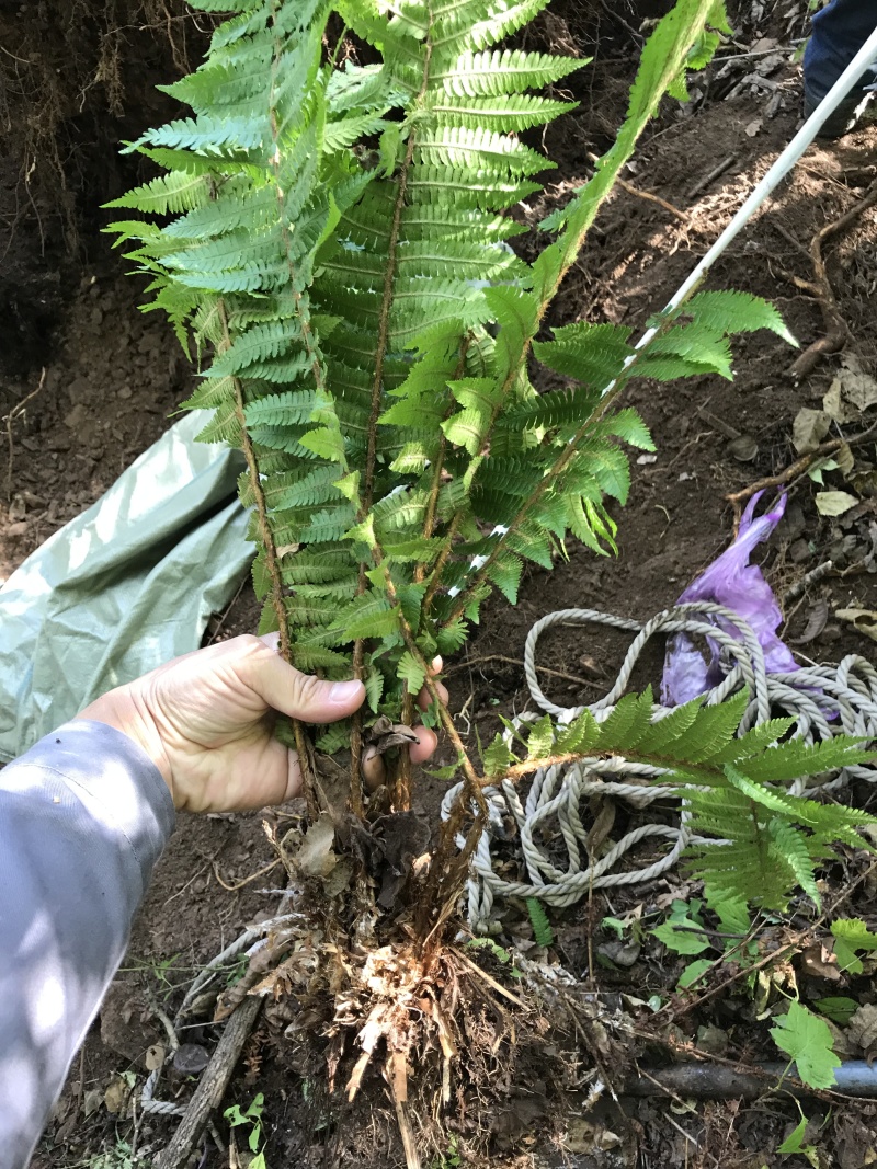 荚果蕨耐阴观赏植物东北荚果蕨容器杯苗全国发货