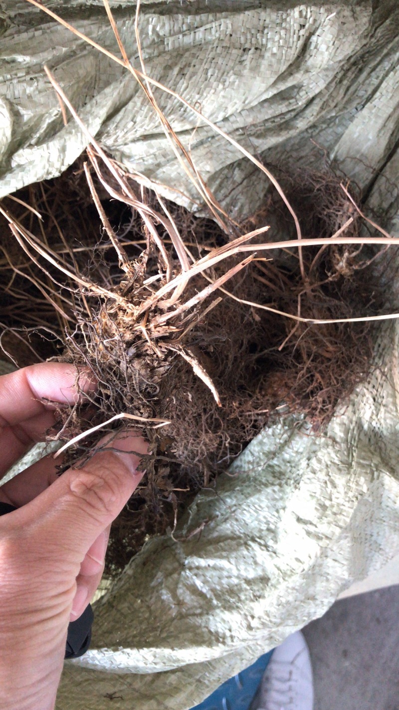 荚果蕨耐阴观赏植物东北荚果蕨容器杯苗全国发货