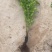 荚果蕨耐阴观赏植物东北荚果蕨容器杯苗全国发货