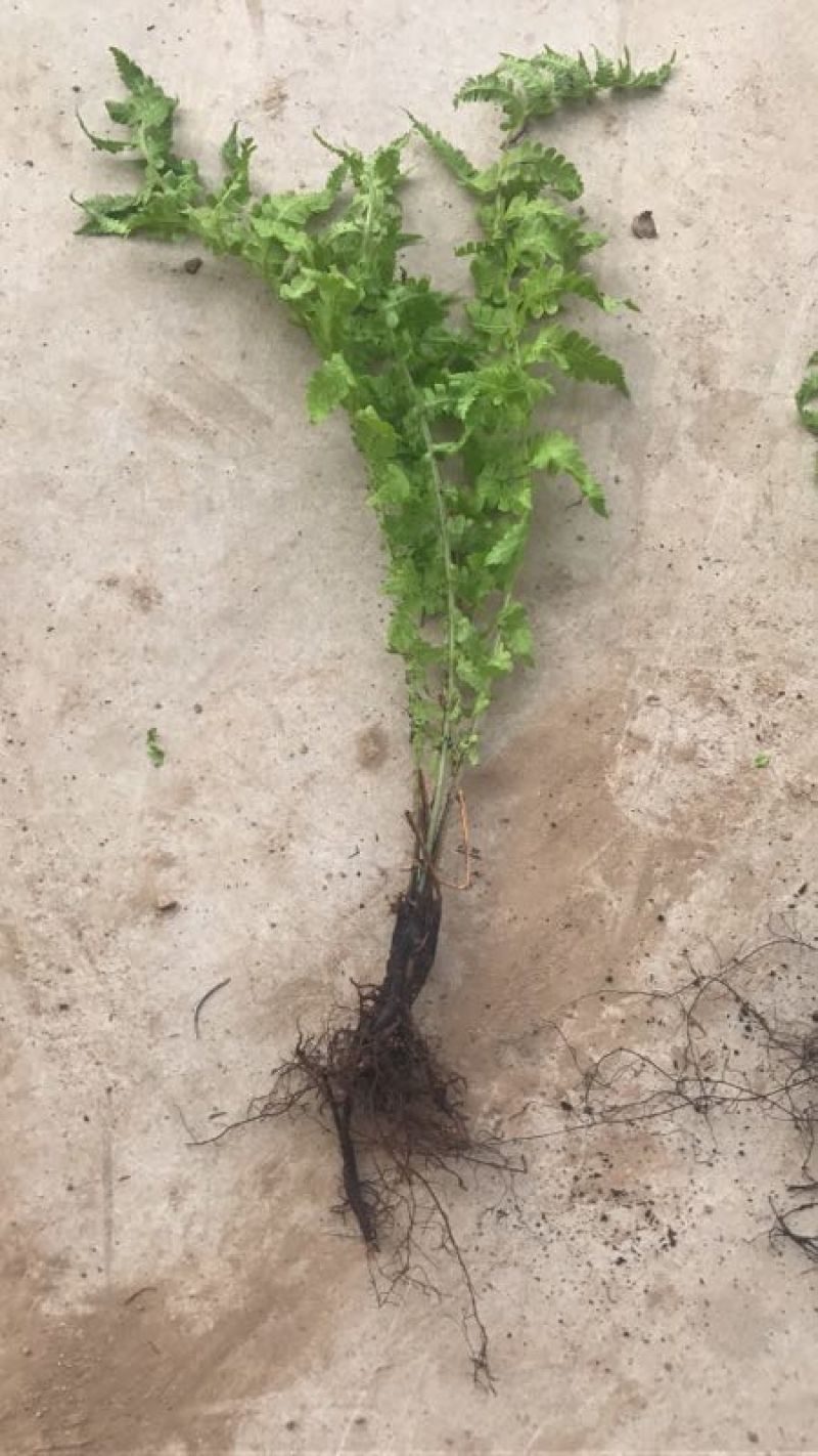 荚果蕨耐阴观赏植物东北荚果蕨容器杯苗全国发货