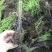 荚果蕨耐阴观赏植物东北荚果蕨容器杯苗全国发货