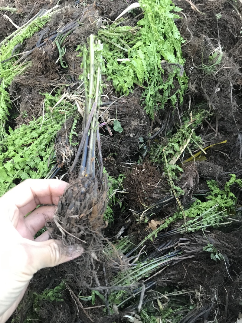 荚果蕨耐阴观赏植物东北荚果蕨容器杯苗全国发货