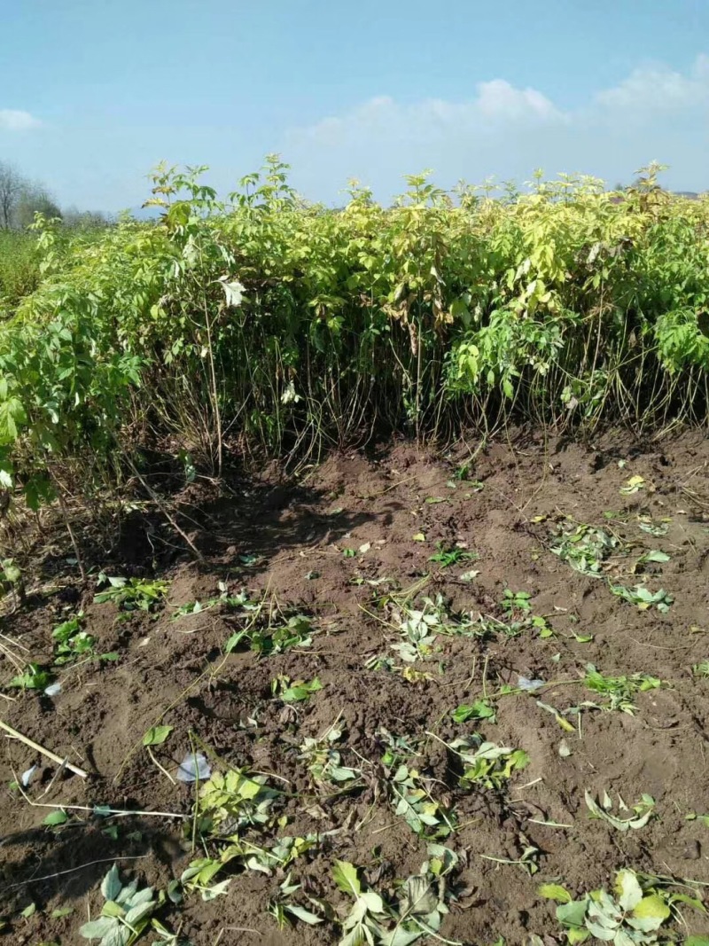 批发接骨木小苗金叶接骨木树苗容器杯苗灌丛工程苗