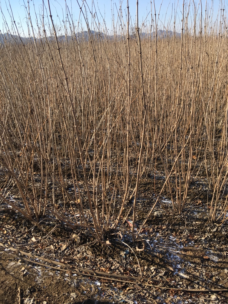 批发接骨木小苗金叶接骨木树苗容器杯苗灌丛工程苗