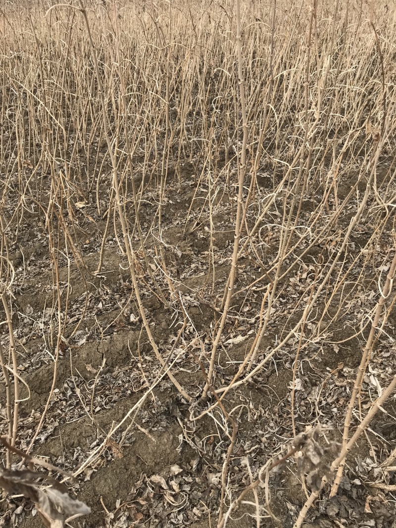 批发接骨木小苗金叶接骨木树苗容器杯苗灌丛工程苗