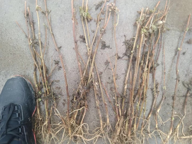 批发接骨木小苗金叶接骨木树苗容器杯苗灌丛工程苗