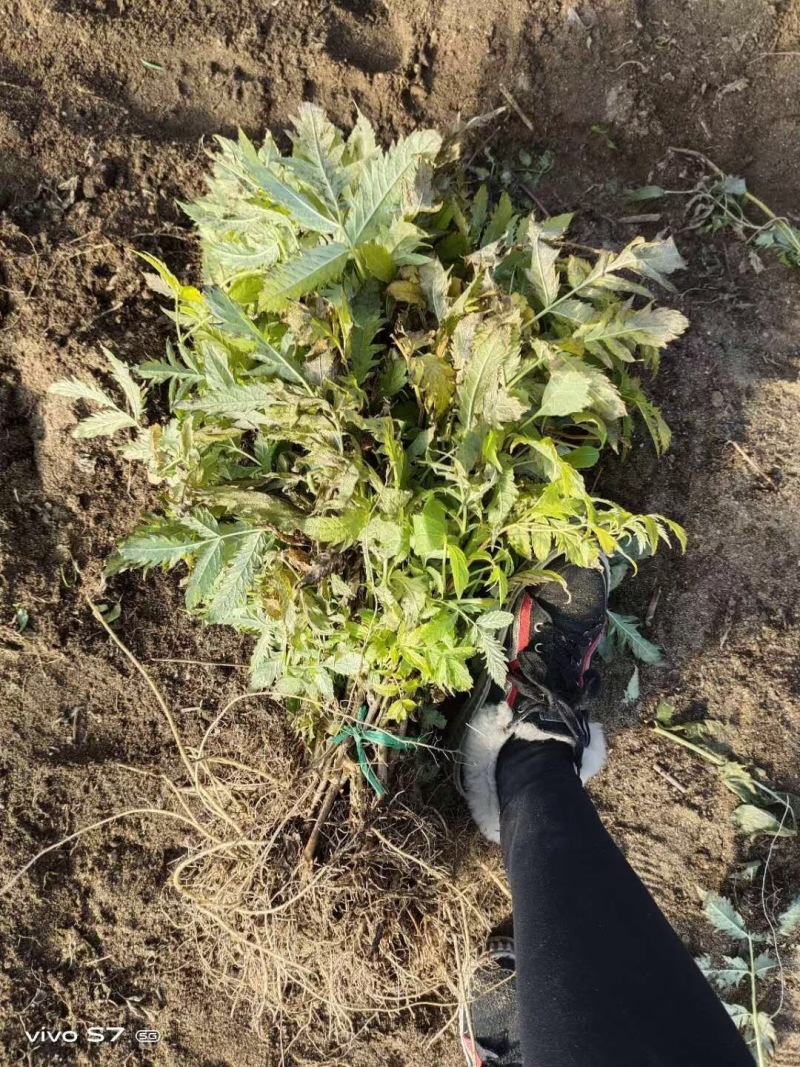 批发接骨木小苗金叶接骨木树苗容器杯苗灌丛工程苗