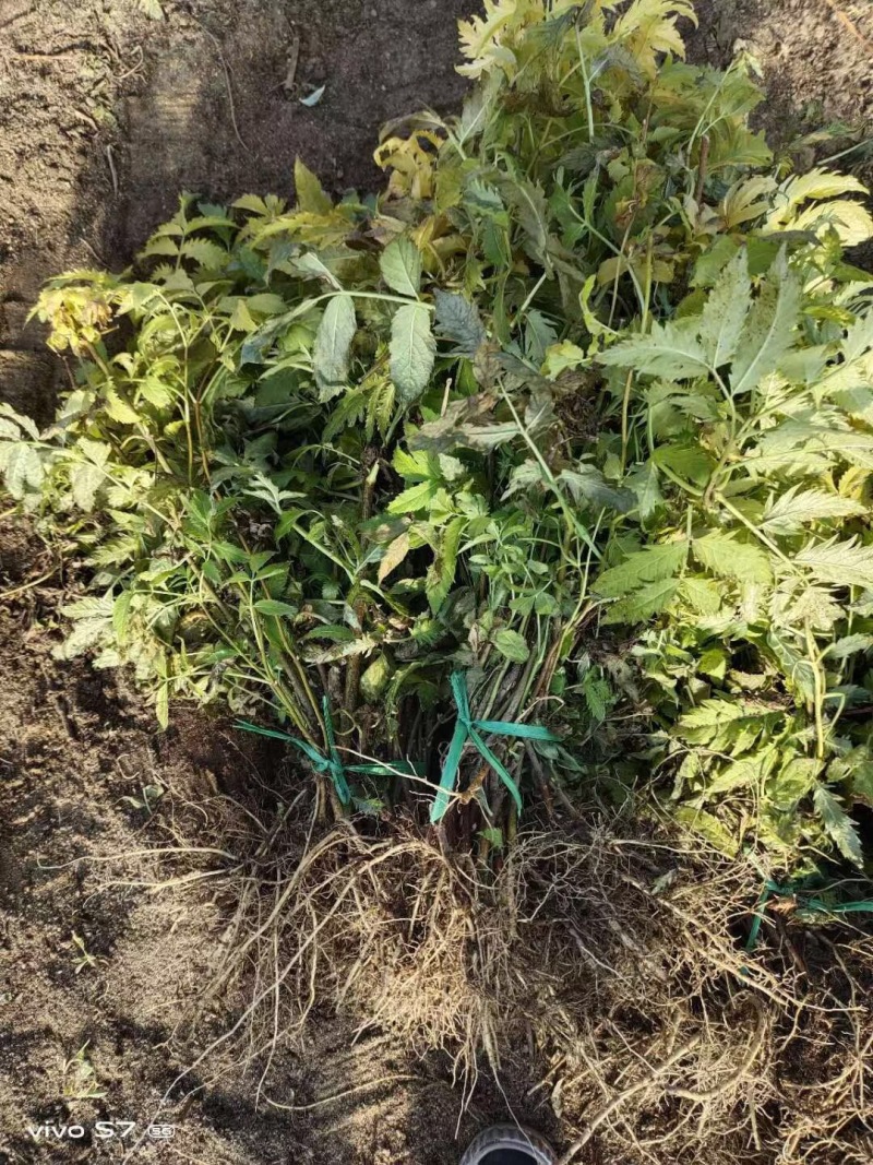 批发接骨木小苗金叶接骨木树苗容器杯苗灌丛工程苗