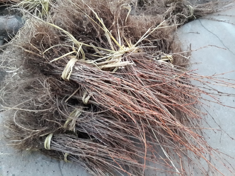 锦鸡儿东北金雀锦鸡树苗容器杯苗金雀花桩苗