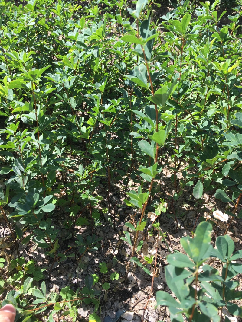 锦鸡儿东北金雀锦鸡树苗容器杯苗金雀花桩苗