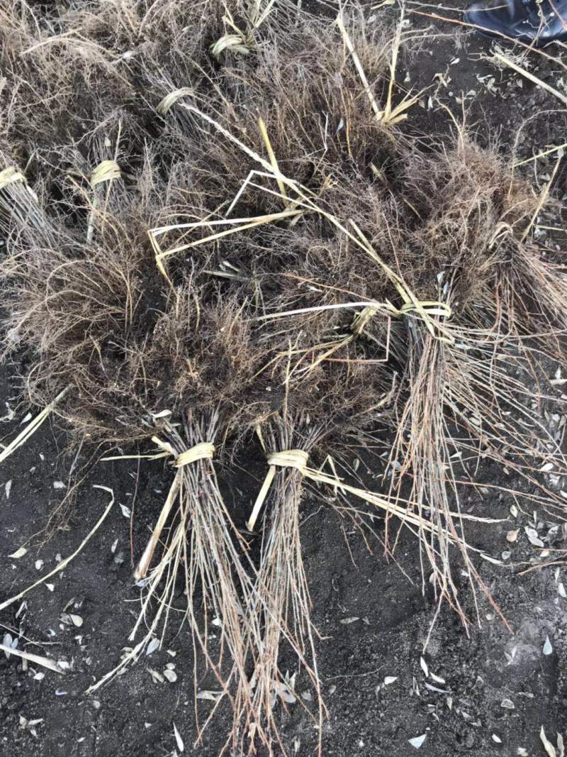 锦鸡儿东北金雀锦鸡树苗容器杯苗金雀花桩苗