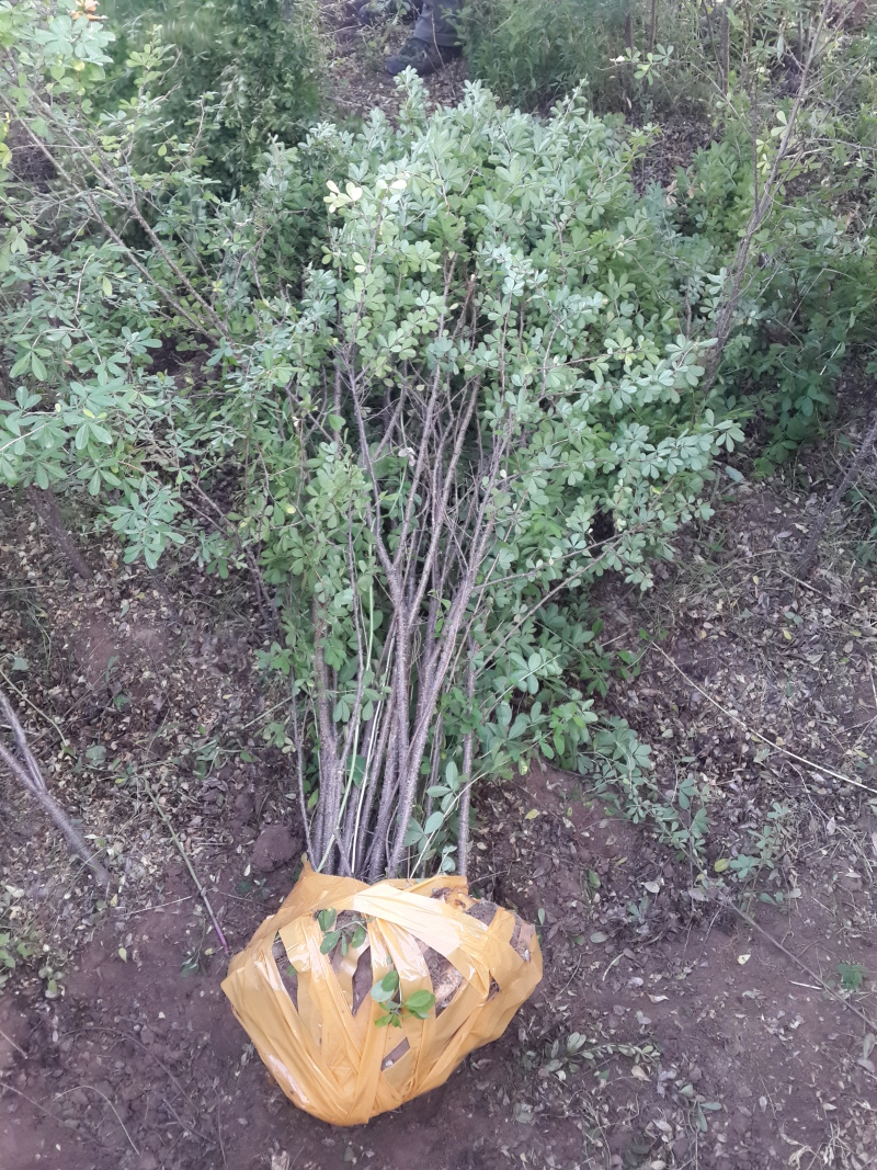 锦鸡儿东北金雀锦鸡树苗容器杯苗金雀花桩苗