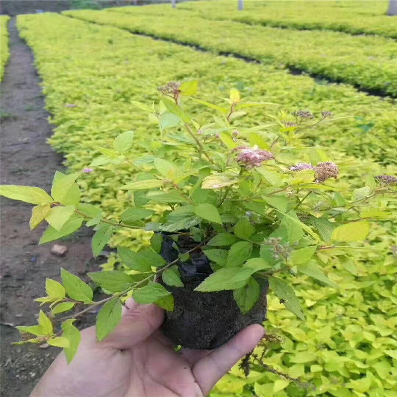 批发金山绣线菊杯苗金山绣线菊地栽工程苗及扦插小苗