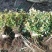 批发金山绣线菊杯苗金山绣线菊地栽工程苗及扦插小苗