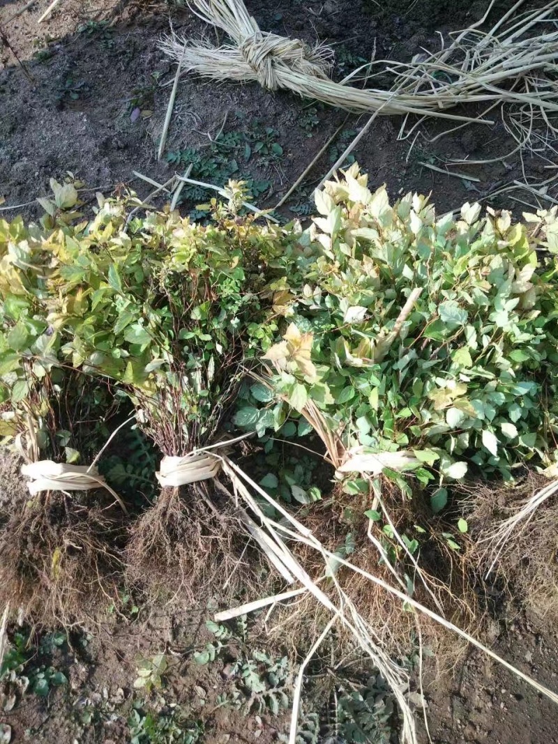 批发金山绣线菊杯苗金山绣线菊地栽工程苗及扦插小苗