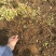 批发金山绣线菊杯苗金山绣线菊地栽工程苗及扦插小苗