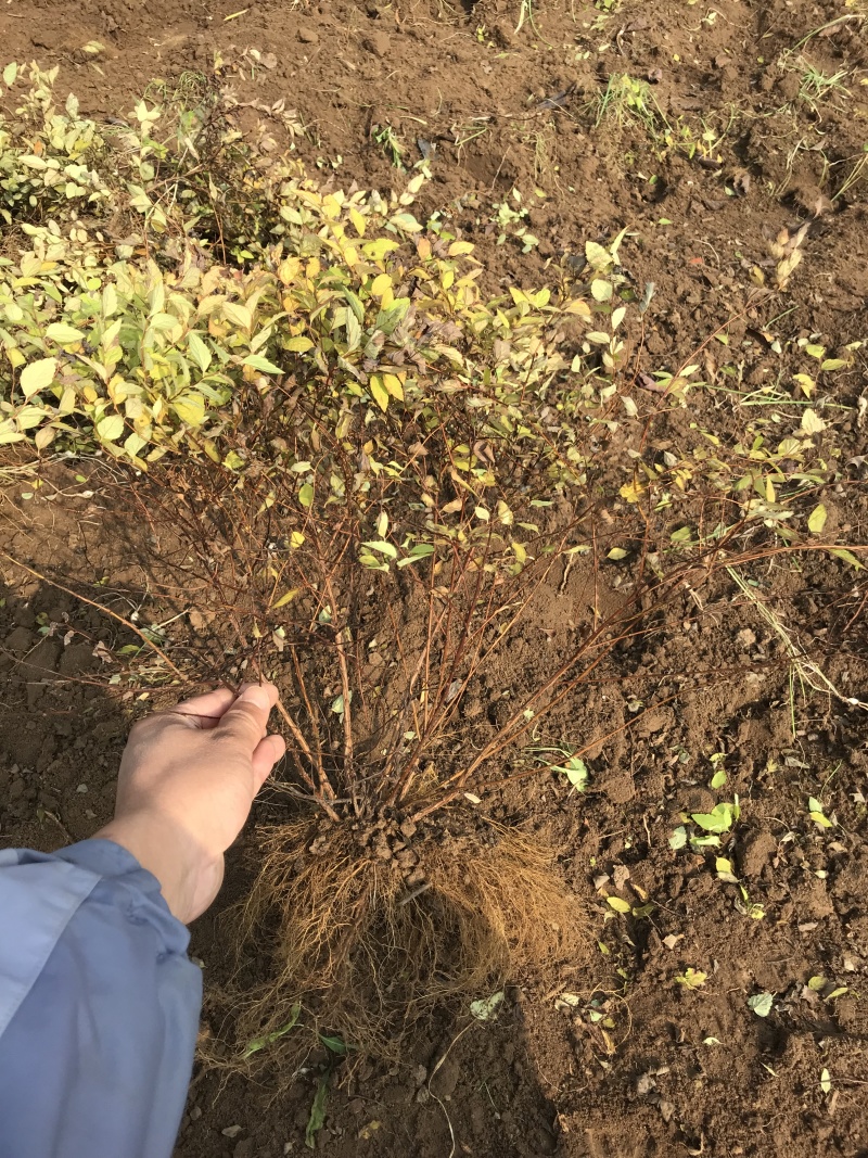 批发金山绣线菊杯苗金山绣线菊地栽工程苗及扦插小苗