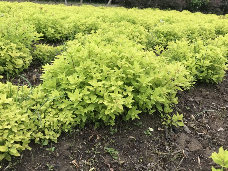 批发金山绣线菊杯苗金山绣线菊地栽工程苗及扦插小苗