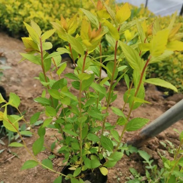 批发金山绣线菊杯苗金山绣线菊地栽工程苗及扦插小苗