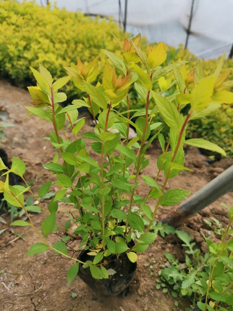 批发金山绣线菊杯苗金山绣线菊地栽工程苗及扦插小苗