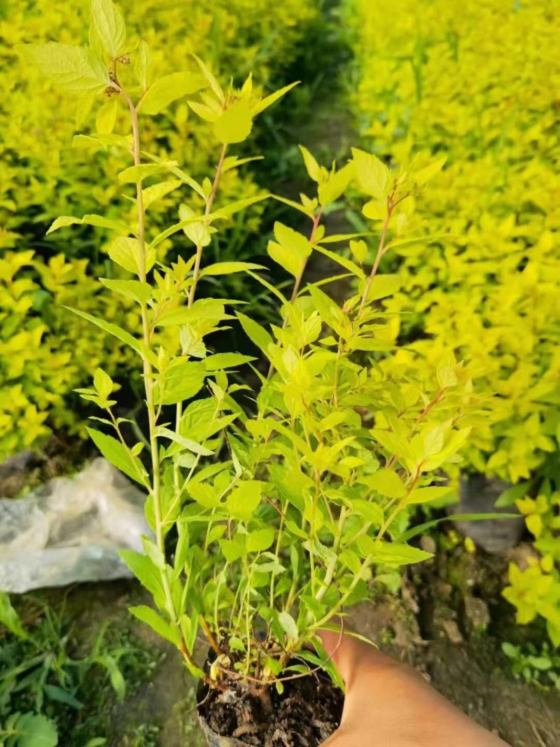 批发金山绣线菊杯苗金山绣线菊地栽工程苗及扦插小苗