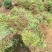 批发金山绣线菊杯苗金山绣线菊地栽工程苗及扦插小苗
