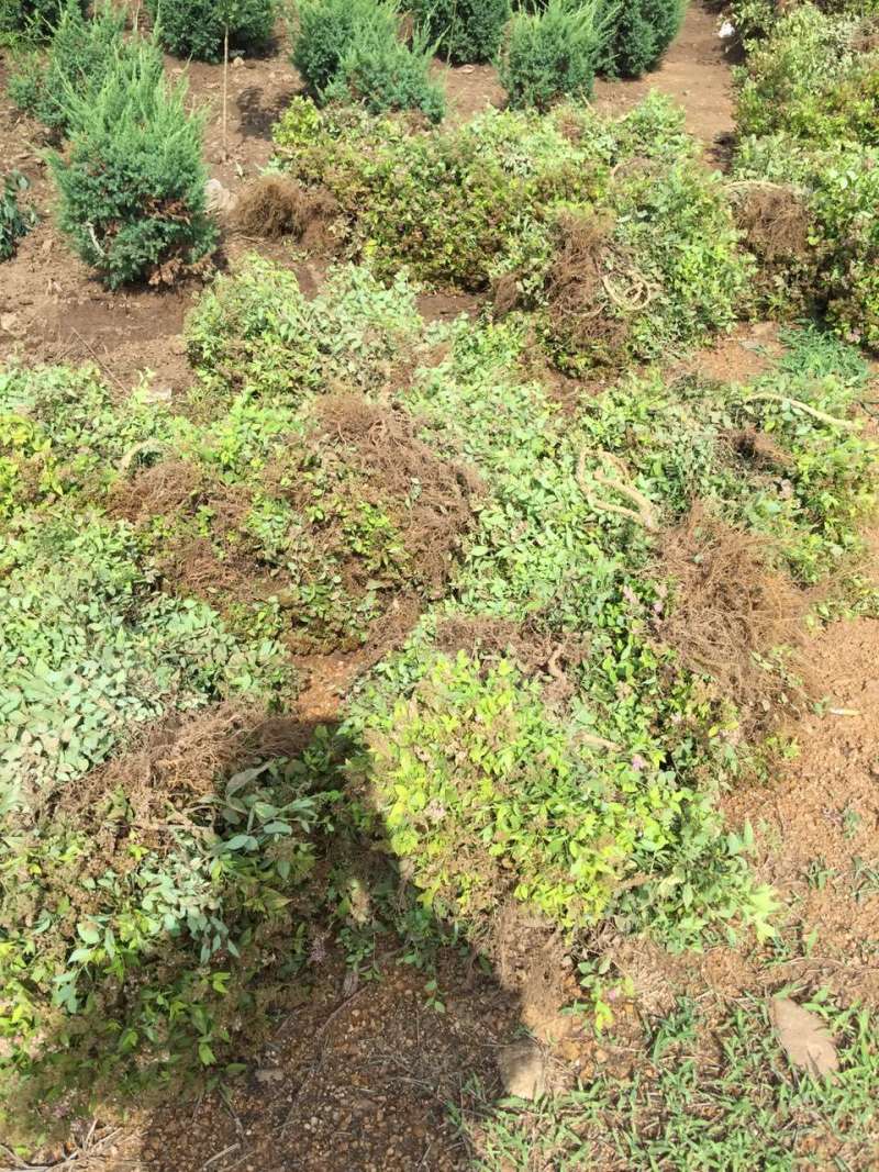 批发金山绣线菊杯苗金山绣线菊地栽工程苗及扦插小苗