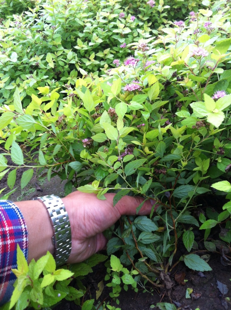 批发金山绣线菊杯苗金山绣线菊地栽工程苗及扦插小苗