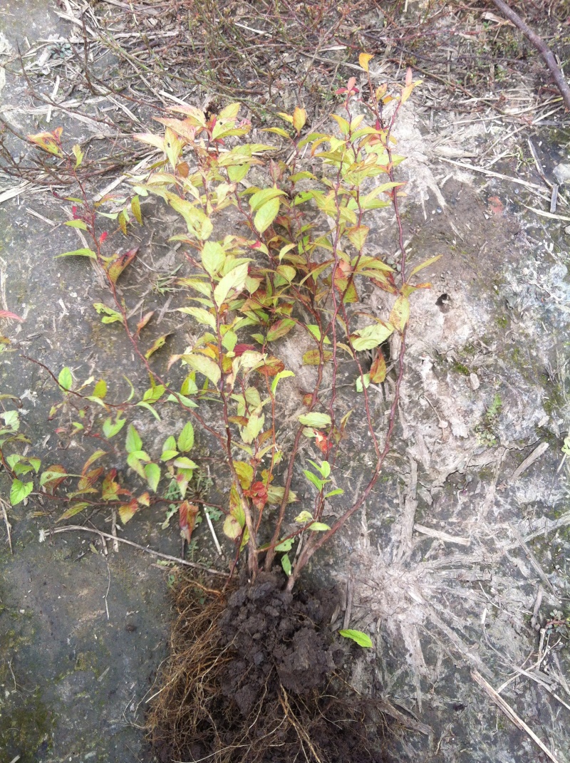 金焰绣线菊辽宁金焰绣线菊杯苗开原金焰绣线菊扦插小苗