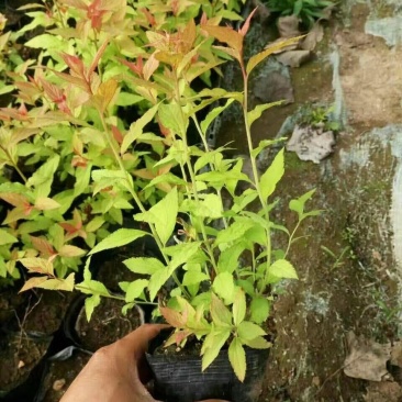 金焰绣线菊辽宁金焰绣线菊杯苗开原金焰绣线菊扦插小苗