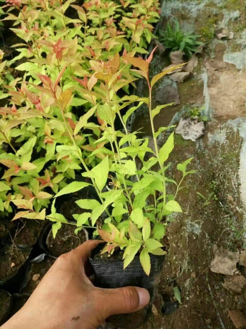 金焰绣线菊辽宁金焰绣线菊杯苗开原金焰绣线菊扦插小苗