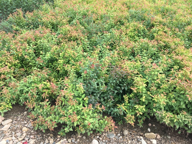 金焰绣线菊辽宁金焰绣线菊杯苗开原金焰绣线菊扦插小苗