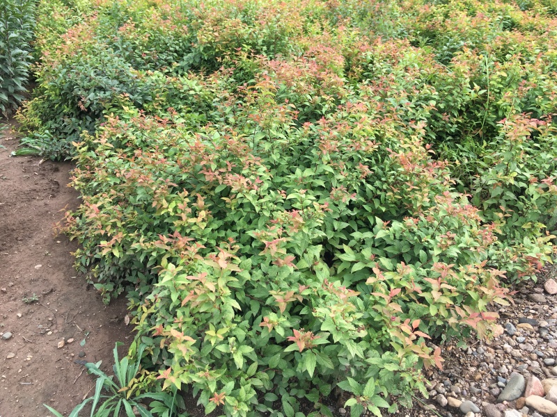金焰绣线菊辽宁金焰绣线菊杯苗开原金焰绣线菊扦插小苗