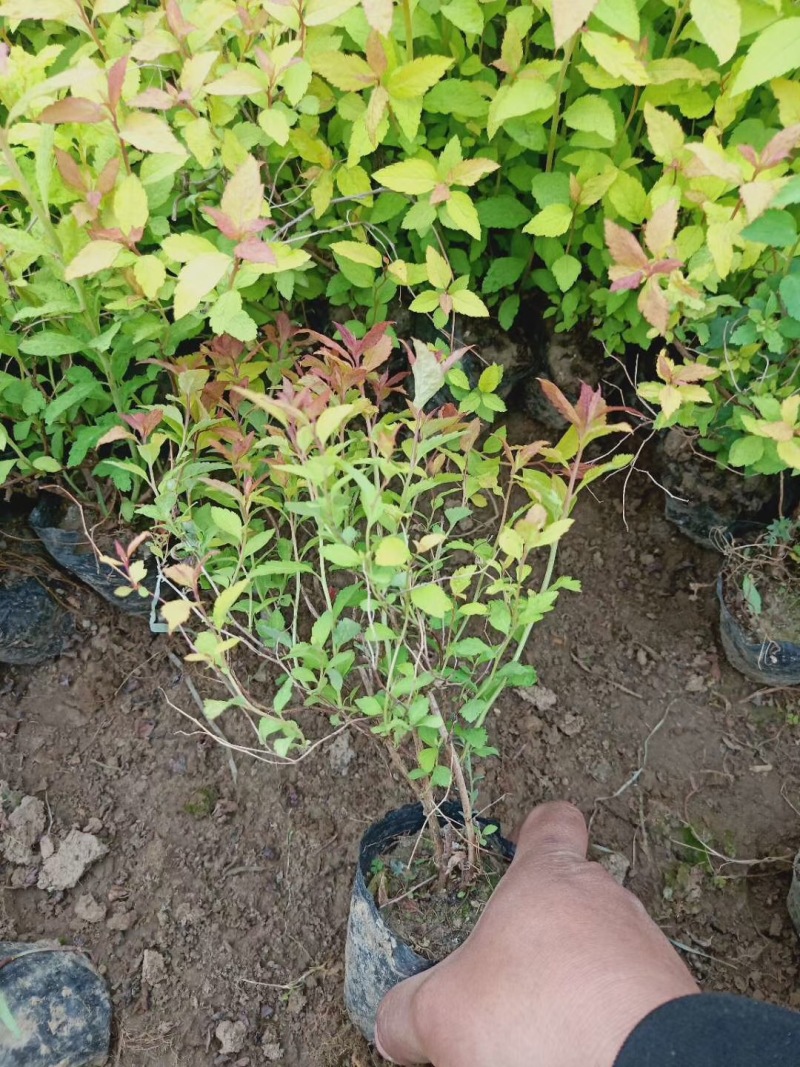 金焰绣线菊辽宁金焰绣线菊杯苗开原金焰绣线菊扦插小苗