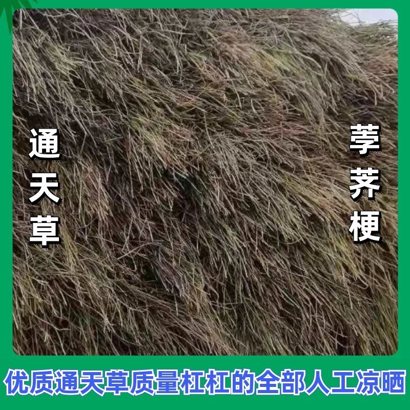 中药材通天草荸荠梗地栗梗基全人工凉晒一手货源可视频看货