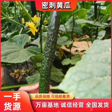 密刺黄瓜山东黄瓜大量供应产地直发一手货源欢迎考察