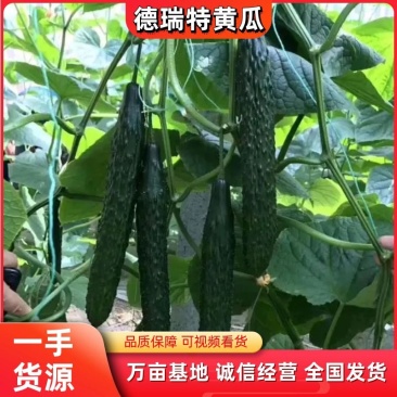 德瑞特黄瓜山东产地直发量大优惠诚信报价保质保量欢迎咨询