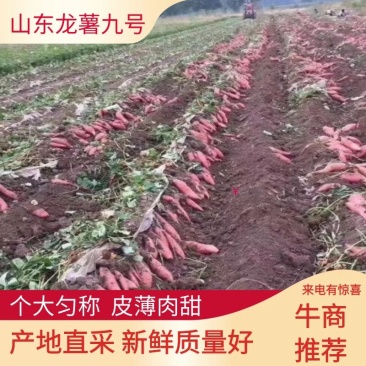 【推荐】红薯山东龙薯九号产地直采个头匀称货量大欢迎咨询