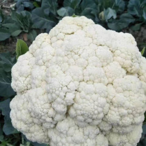菜花苗75天青梗花椰菜苗松花菜苗小米粒耐湿耐热