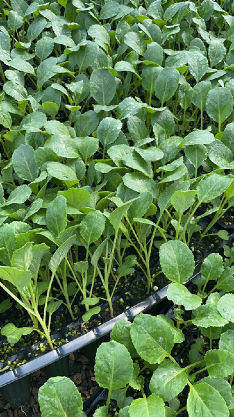 菜花苗75天青梗花椰菜苗松花菜苗小米粒耐湿耐热