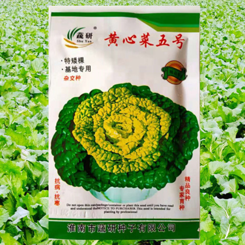 黄心乌种子蔬研黄心菜五号高产抗病耐寒耐贮运优质乌塌菜白菜