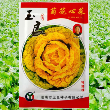 黄心乌种子玉良菊花心菜高产抗病耐寒耐贮运优质乌塌菜白