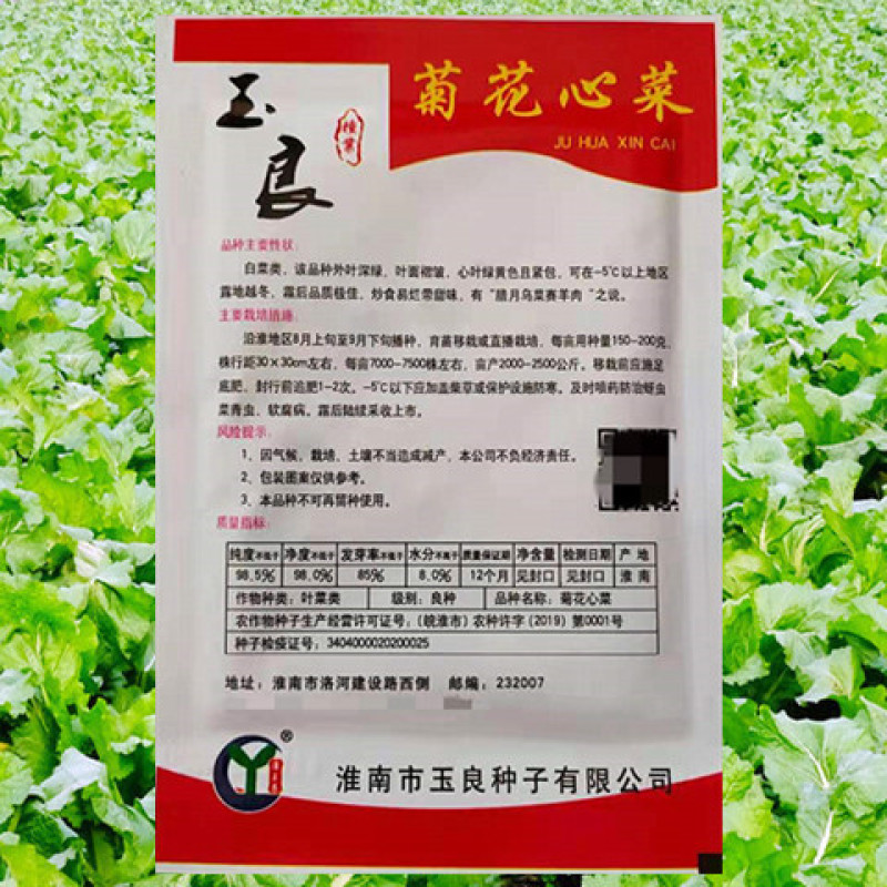 黄心乌种子玉良菊花心菜高产抗病耐寒耐贮运优质乌塌菜白