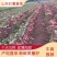 《热卖推荐》红薯山东济薯产地直采香甜个大全国发货