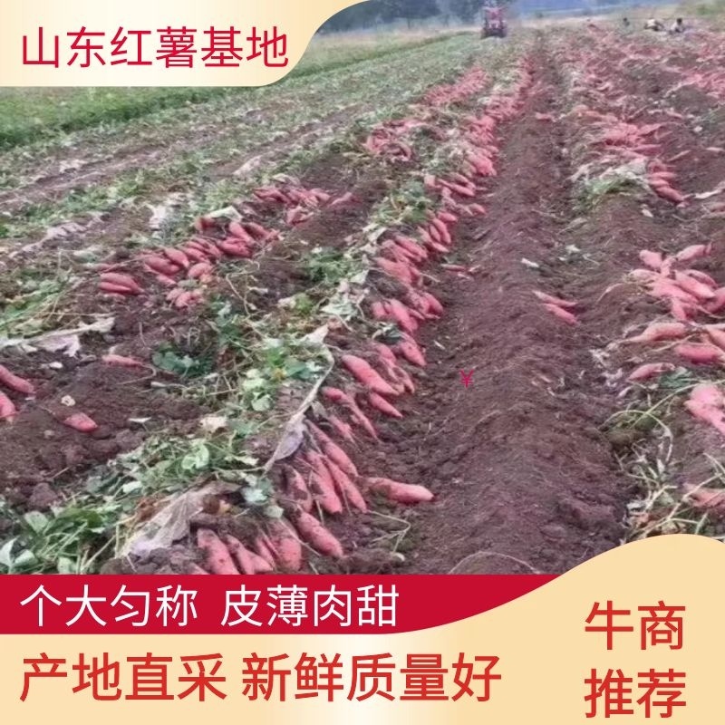 《热卖推荐》红薯山东济薯产地直采香甜个大全国发货