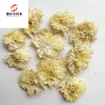 菊花白菊花选货精品大朵茶用无碎瓣地道药材