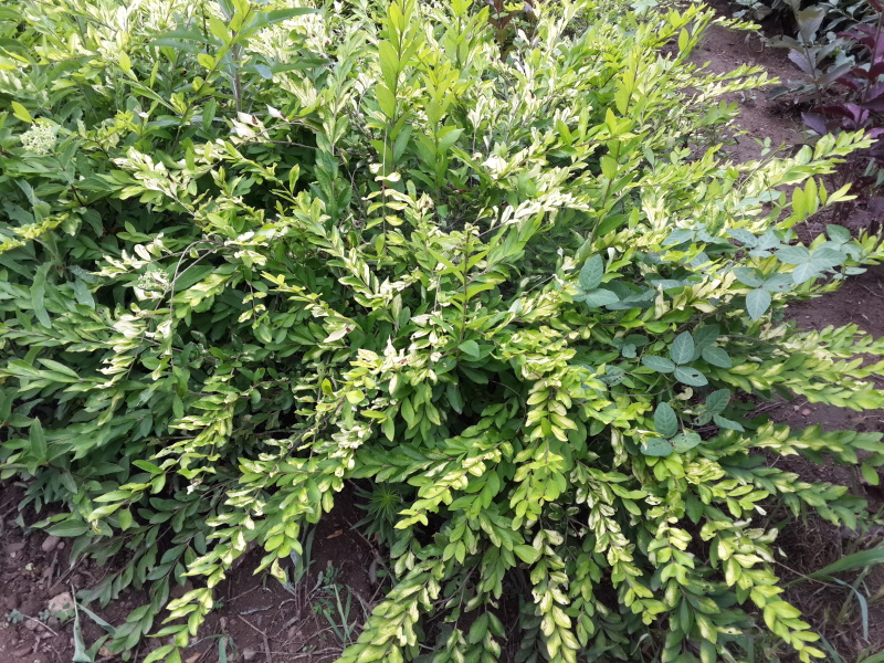 金叶水蜡杯苗开原金叶水蜡扦插小苗3-8分枝绿篱