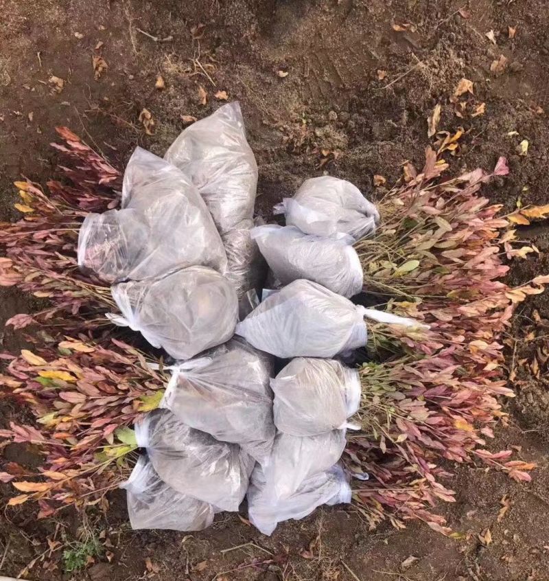 金叶水蜡杯苗开原金叶水蜡扦插小苗3-8分枝绿篱