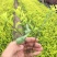 金叶水蜡杯苗开原金叶水蜡扦插小苗3-8分枝绿篱